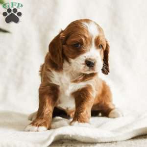 Dusty, Cockapoo Puppy